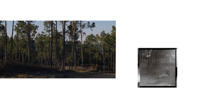 Echoes of the Forest - a Photographic Art Artowrk by Luisa Milano